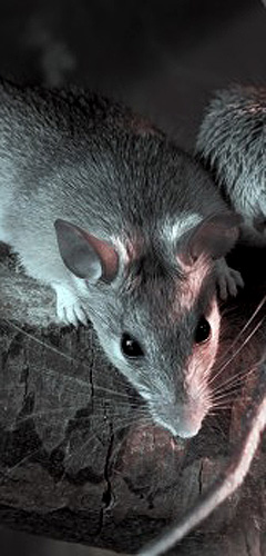 pest control for rats