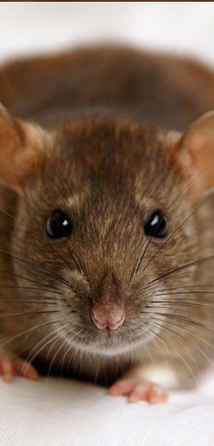rats