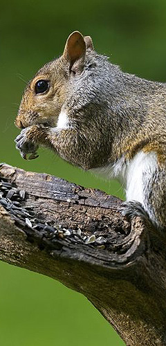 Squirrels controlled and managed squirrels controlled and managed