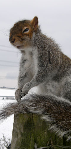 Pest control for squirrels pest control for squirrels