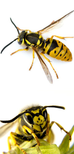 wasp control & wasp removal