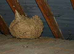 wasp nest removal nad pest control for wasps