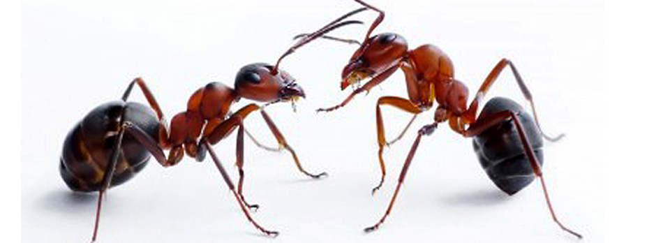 Ant pests