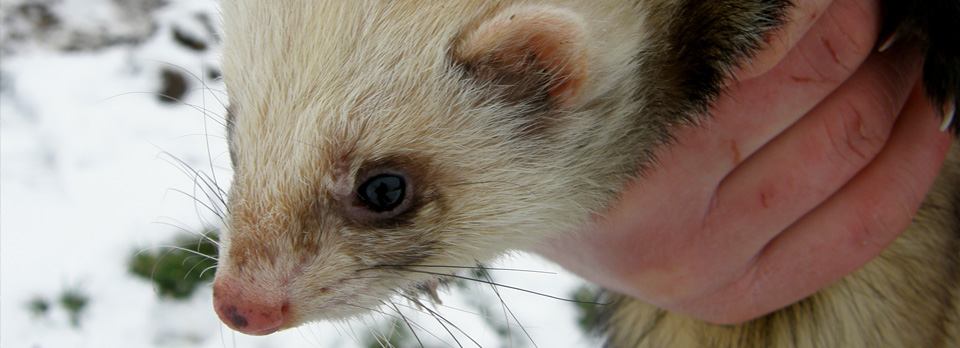 Ferrets ready for work