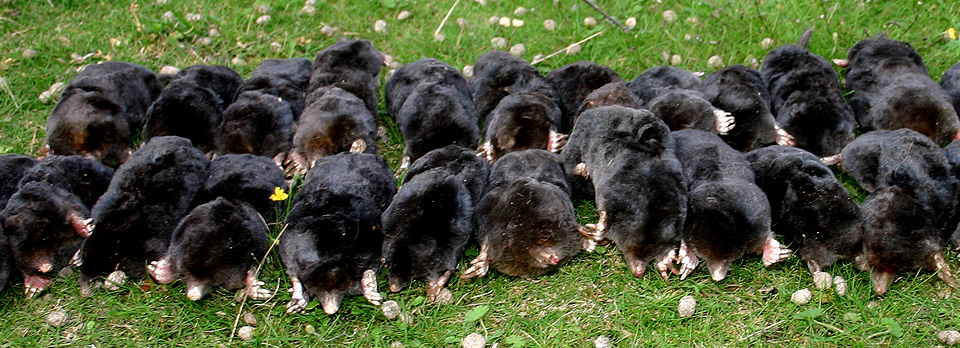 Mole catching in Oxford