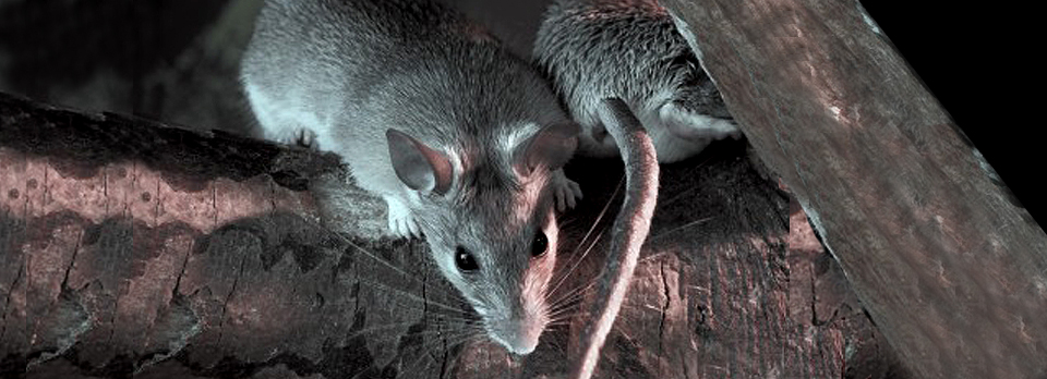 Rats controlled and managed