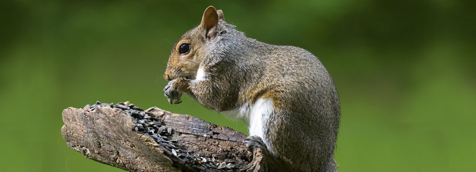 Squirrel control