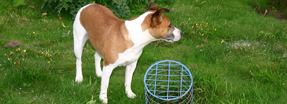 Using bolt traps and dog for rabbit control