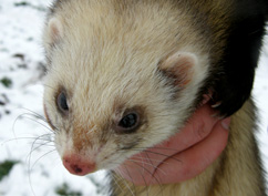 ferret
