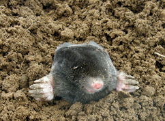 mole