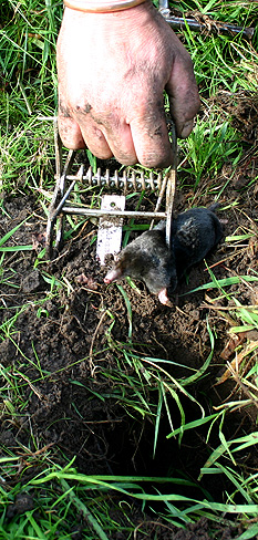 mole catchers