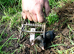 a mole caught