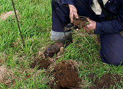 mole catching