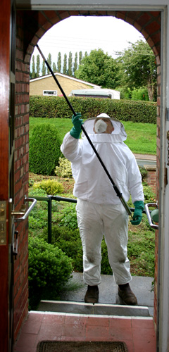wasp treatment