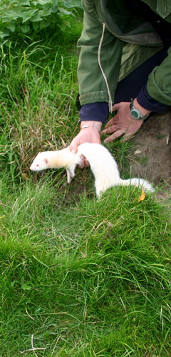 more ferreting..