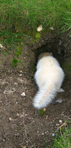 traditional pest control using ferrets
